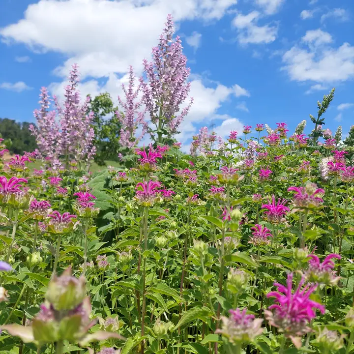Spezialitäten-Garten: Muskatellersalbei und Monarda in voller Blüte