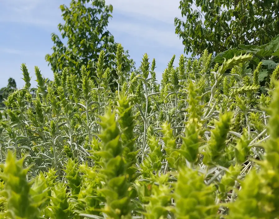 Griechischer Bergtee (Sideritis) im Aufbau — eigener Anbau in der Schweiz