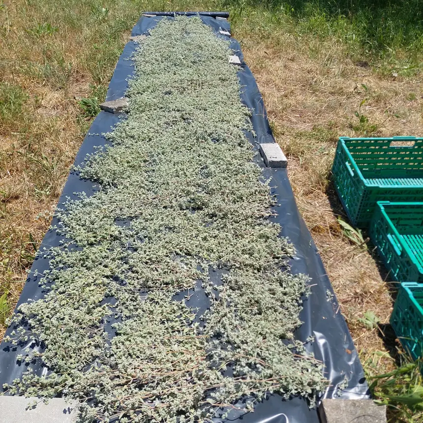 Freshly harvested oregano laid out for gentle sun-drying