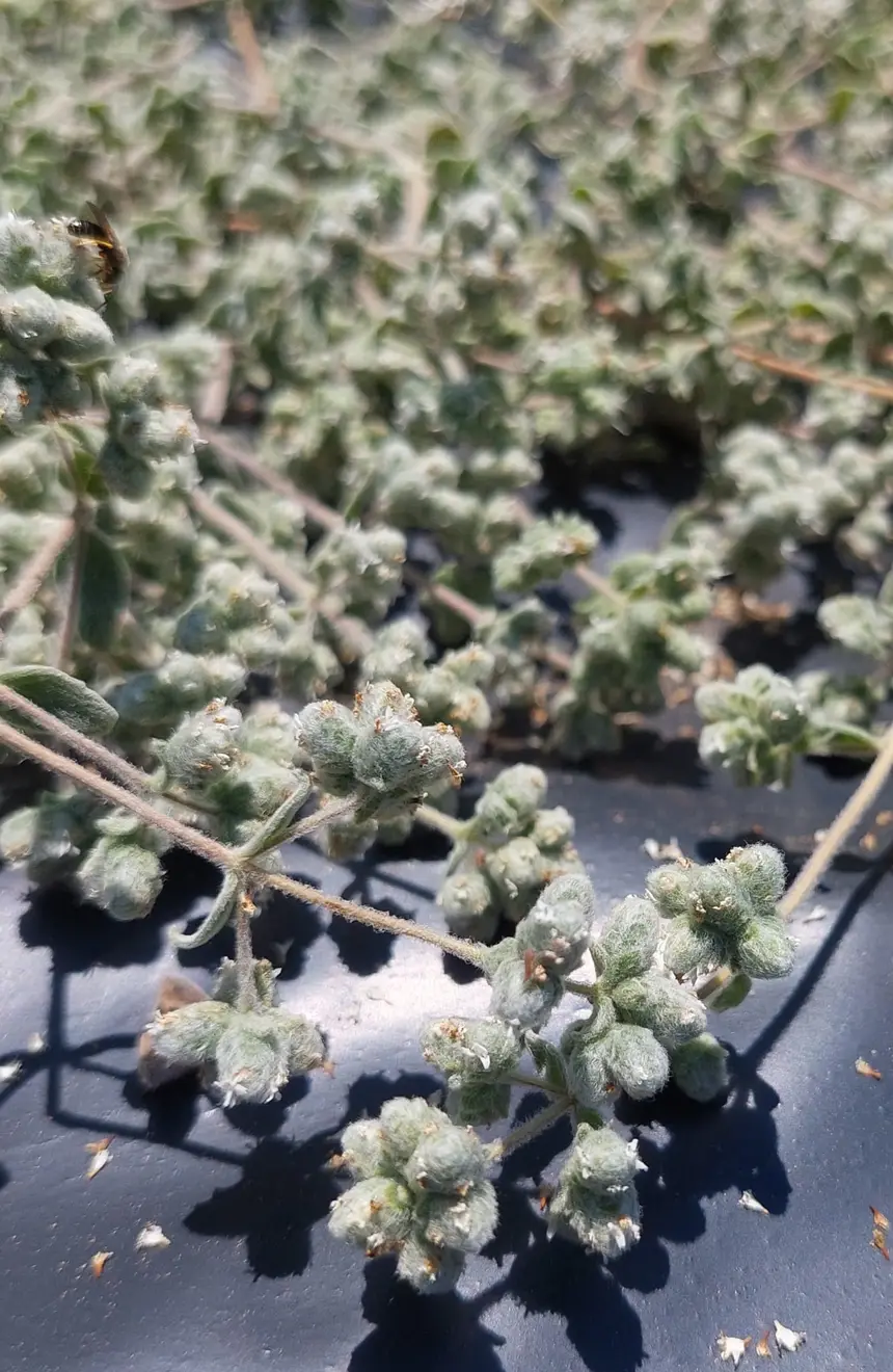 Oregano blossoms with a wild bee in our own field
