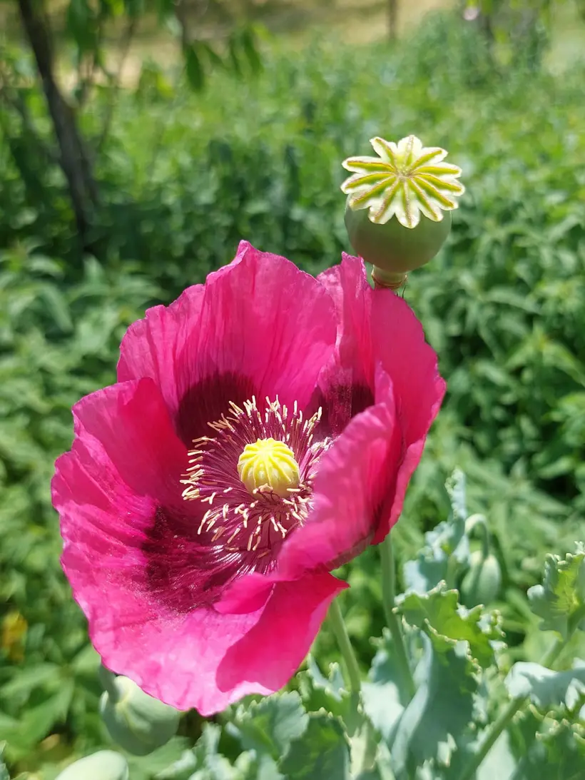 Mohnblüte mit Samenkapsel — seltene Kultur aus eigenem Anbau
