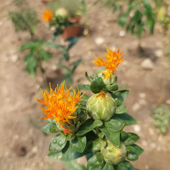 Bright orange safflower (false saffron) blossoms in the speciality garden