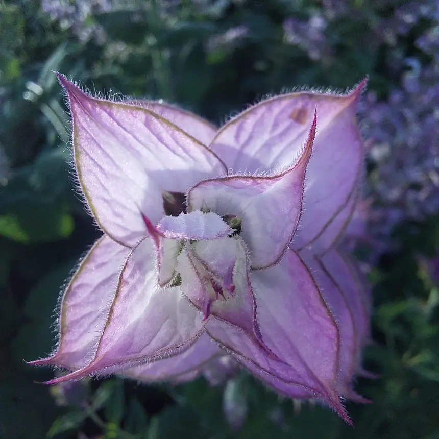 Blüte des Muskatellersalbeis — Rohstoff für Öle und Hydrolate